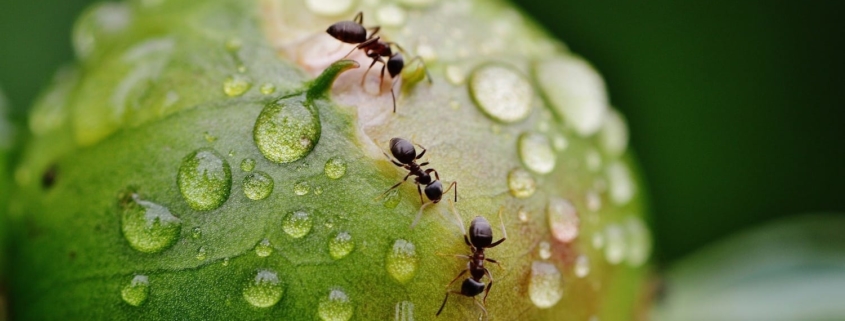 ants