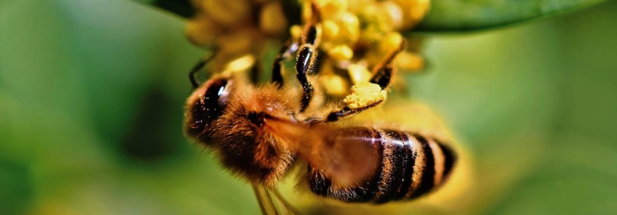 bee