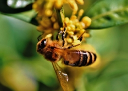 bee
