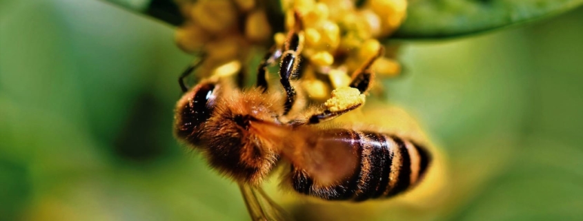 bee